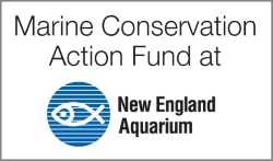 MCAF logo-1.jpg
